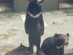 -东方熊牧场