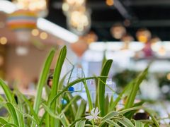 -香草意餐厅(杏石口路店)