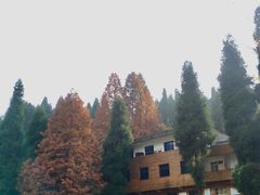 -武陵山森林公园