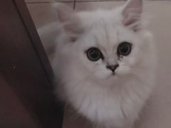 -袖虎·猫馆(体育西路店)