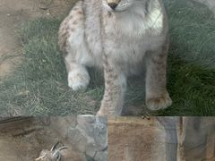 -青藏高原野生动物园