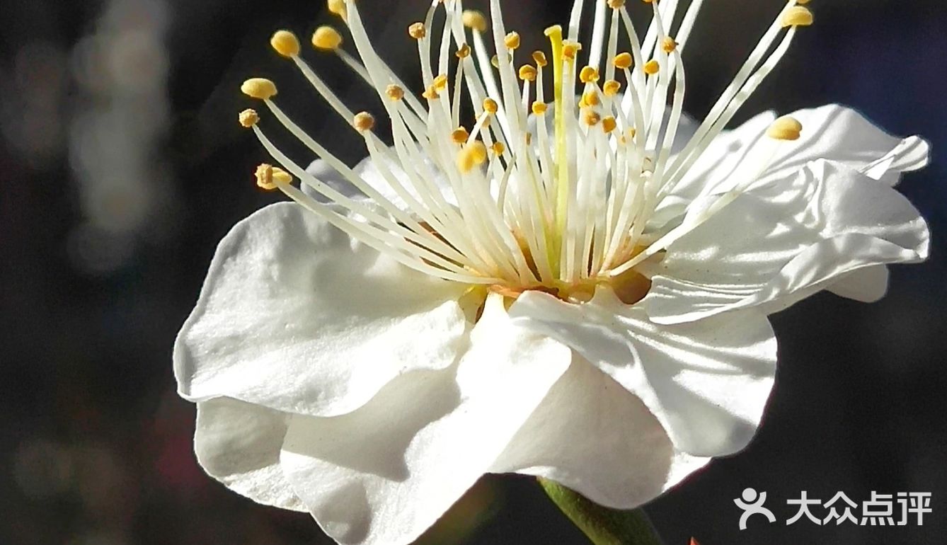 天气晴好，漫步经区黄海路，在路旁的梅园梅花也开了