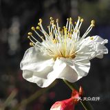 天气晴好，漫步经区黄海路，在路旁的梅园梅花也开了