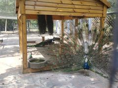 -长白岛森林公园