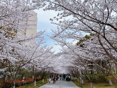 -高东镇樱花园