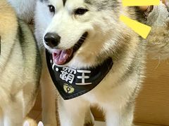 -Husky Go! 哈士奇体验馆·宠物咖啡厅狗咖