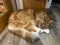 -MOCHA明星猫咖(田子坊店)