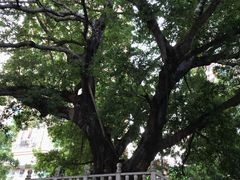 -水围村