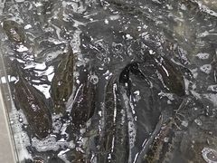 -都江堰石锅鱼