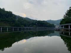 -银湖山郊野公园-相思林