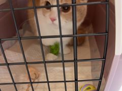 -艾吉宠物医院·疑难杂症转诊中心·猫友好(碧江路院)