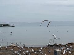 -青海湖国家重点风景名胜区