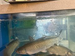 -郑猛记石岐鸽主题餐厅(长江店)