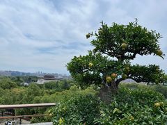 -亮宝楼国宴+文化陕菜