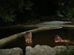 -清迈夜间动物园