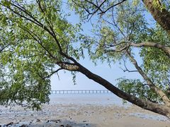 -宝安西湾红树林湿地公园