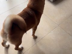 -艾贝尔宠物医院·狂犬免疫点(江山金象城店)