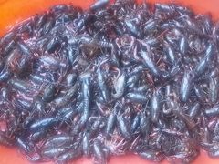 -正宗盱眙龙虾忘不了美食(淮安店)