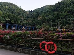-西双版纳原始森林公园