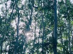-朝阳公园真人CS