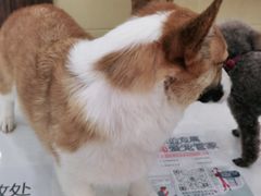 -美联众合动物医院·内科·皮肤科·外科(古城分院)