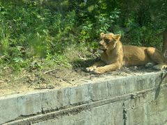 -栾川竹海野生动物园