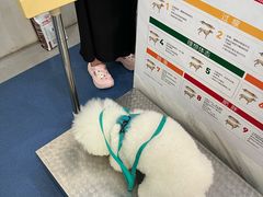 -佩兹宠物医院肿瘤专科·眼科·牙科(黄浦店)