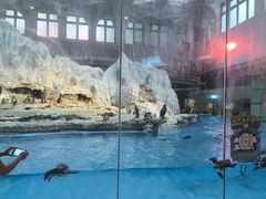 -帝企鹅自助餐厅•儿童岛•真企鹅(长隆企鹅酒店)