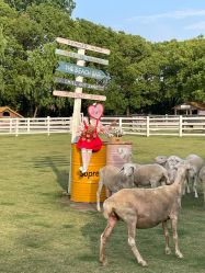 -七色田儿童摄影(静安店)