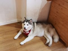 -Husky Go! 哈士奇体验馆·宠物咖啡厅狗咖