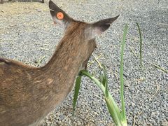 -鹿境梅花鹿生态园区