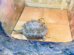 -上海大自然野生昆虫馆