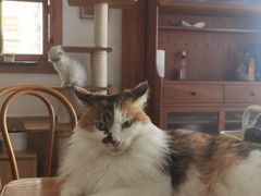 -是阿柴呀！柴犬咖啡·爱喵喵猫咖