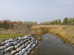 -白洋淀景区
