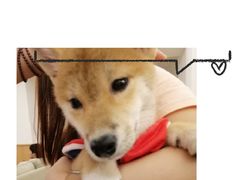 -豆柴町-柴犬主题狗咖(红鼎国际C座店)