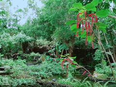 景观位-绿光森林餐厅