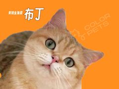 -COLOR PETS 撸猫馆·购猫·猫咖(长风大悦城店)
