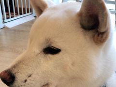 -南京Hallo宠物乐园·哈罗犬舍·柴犬繁育基地