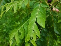-广州神农草堂中医药博物馆