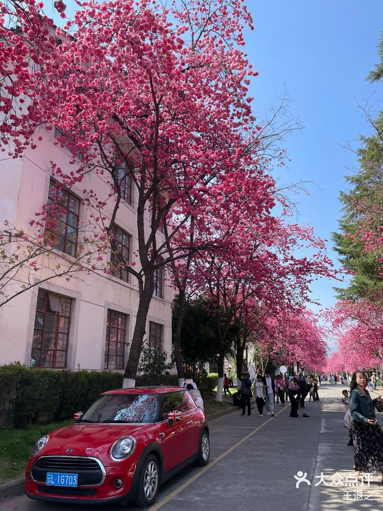 大理大学樱花