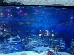 -烟台海昌鲸鲨海洋公园