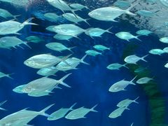 -上海海洋水族馆