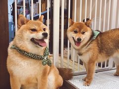 -逗柴咖啡屋·狗咖猫咖宠物桌游