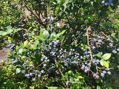 -金谷域澳洲庄园