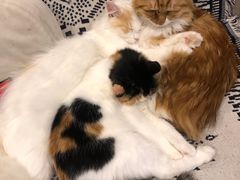 -平行世界·猫咖(首经贸店)