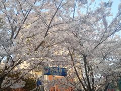-高东镇樱花园