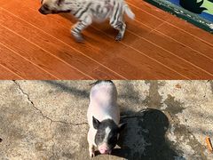 -杭州野生动物世界
