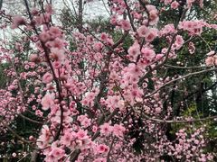 -上海滨江森林公园