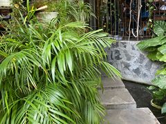 -Rainforest