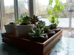 -古德寺素菜馆